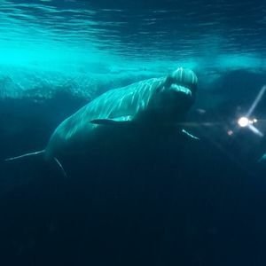 Meet your Posher, Piter